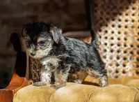 Dillon , a male Yorkshire Terrier for sale in Cincinnati, OH – Photo 1 of 4
