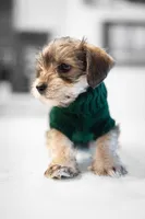 Daliah , a female Yorkshire Terrier for sale in Cincinnati, OH – Photo 3 of 7