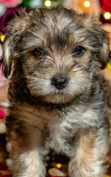 Daliah , a female Yorkshire Terrier for sale in Cincinnati, OH – Photo 5 of 7