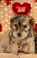 Daliah , a female Yorkshire Terrier for sale in Cincinnati, OH – Photo 4 of 7