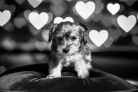 Daliah , a female Yorkshire Terrier for sale in Cincinnati, OH – Photo 6 of 7