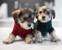 Daliah , a female Yorkshire Terrier for sale in Cincinnati, OH – Photo 2 of 7