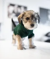 Daliah , a female Yorkshire Terrier for sale in Cincinnati, OH – Photo 1 of 7