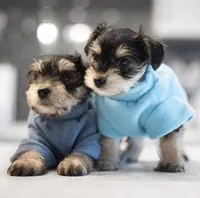 Fatso, a male Yorkshire Terrier for sale in Cincinnati, OH – Photo 2 of 6