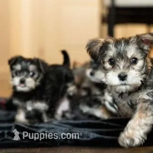Fatso, a male Yorkshire Terrier for sale in Cincinnati, OH – Photo 4 of 6