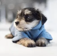 Fatso, a male Yorkshire Terrier for sale in Cincinnati, OH – Photo 3 of 6