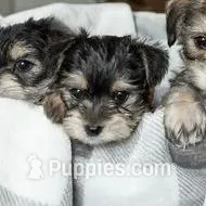 Fatso, a male Yorkshire Terrier for sale in Cincinnati, OH – Photo 5 of 6