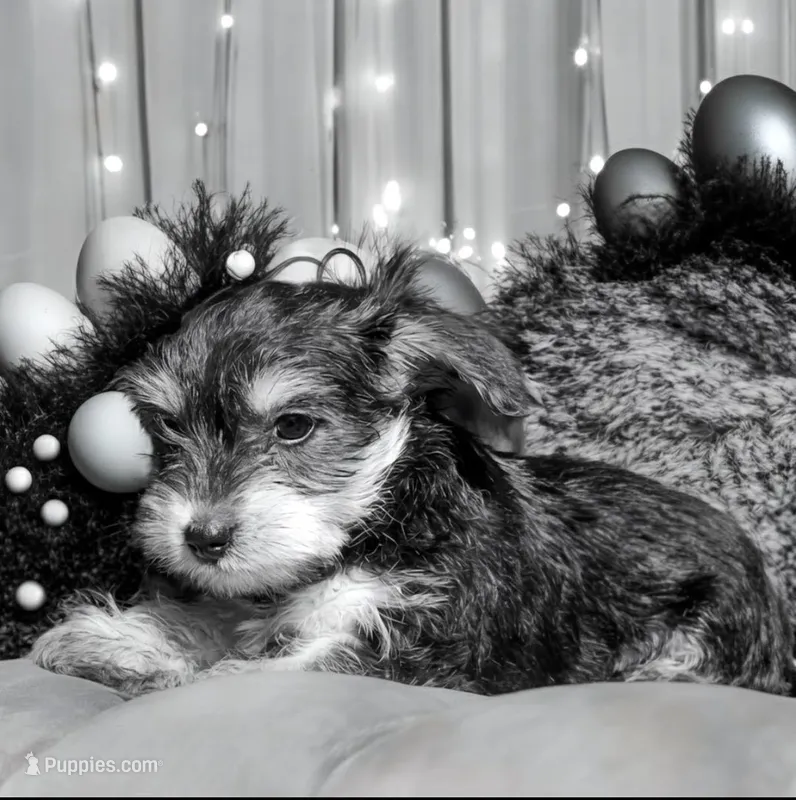 Fatso – Yorkshire Terrier puppy for sale in Cincinnati, OH