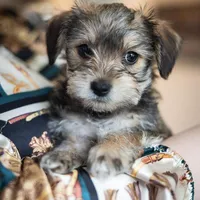 Daisy , a female Yorkshire Terrier for sale in Cincinnati, OH – Photo 1 of 6