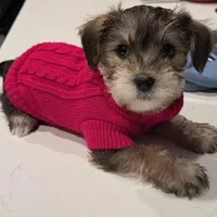 Daisy , a female Yorkshire Terrier for sale in Cincinnati, OH – Photo 5 of 6