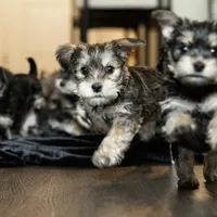 Daisy , a female Yorkshire Terrier for sale in Cincinnati, OH – Photo 2 of 6