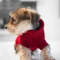 Daisy , a female Yorkshire Terrier for sale in Cincinnati, OH – Photo 3 of 6