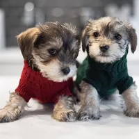 Daisy , a female Yorkshire Terrier for sale in Cincinnati, OH – Photo 6 of 6