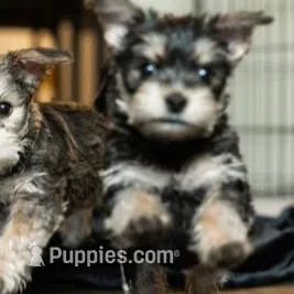 Cardi, a female Yorkshire Terrier for sale in Cincinnati, OH – Photo 7 of 7