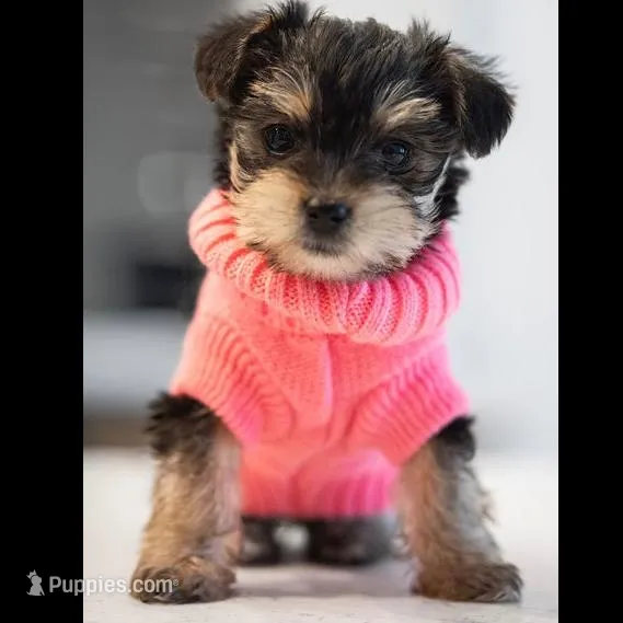 Cardi, a female Yorkshire Terrier for sale in Cincinnati, OH – Photo 1 of 7