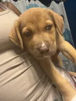 Prince , a male American Pit Bull Terrier and Golden Retriever for sale in Phenix City, AL – 4 of 4