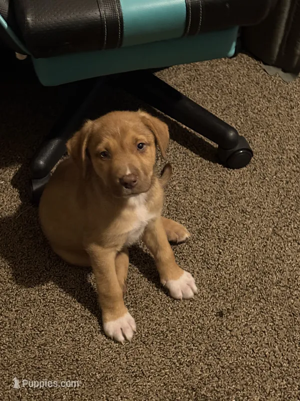 Prince  – American Pit Bull Terrier, Golden Retriever puppy for sale in Phenix City, AL