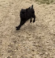 Pearl, a female Brussels Griffon for sale in Waverly, IA – 2 of 5