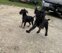 Pearl, a female Brussels Griffon for sale in Waverly, IA – 3 of 5