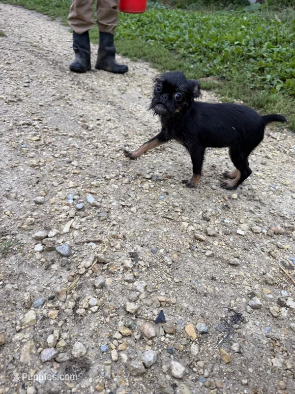 Jasmine – Brussels Griffon puppy for sale in Waverly, IA