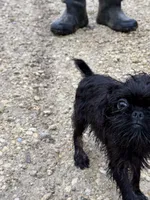 Pearl, a female Brussels Griffon for sale in Waverly, IA – 4 of 5