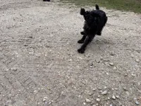 Pearl, a female Brussels Griffon for sale in Waverly, IA – 5 of 5