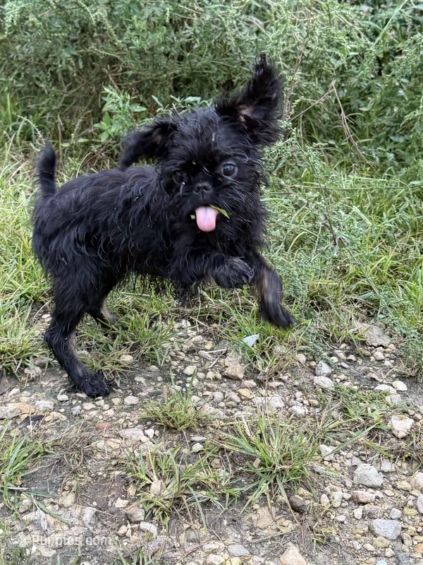 Pearl – Brussels Griffon puppy for sale in Waverly, IA