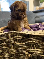 Max, a male Shih Tzu and Shorkie for sale in Henderson, NC – 1 of 7