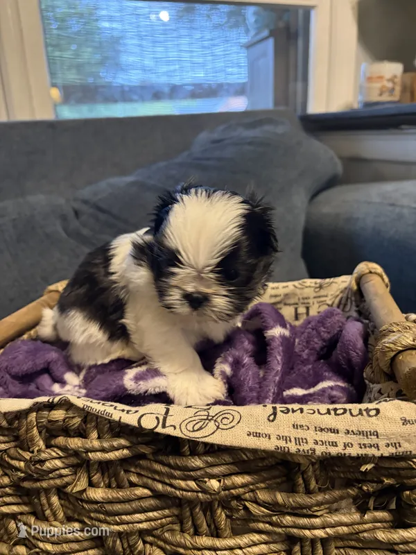Oreo – Shih Tzu, Shorkie puppy for sale in Henderson, NC