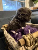 Ricky , a male Shih Tzu and Shorkie for sale in Henderson, NC – 4 of 6