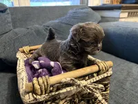 Ricky , a male Shih Tzu and Shorkie for sale in Henderson, NC – 5 of 6