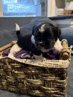 Cow boy, a male Shih Tzu and Shorkie for sale in Henderson, NC – 4 of 7