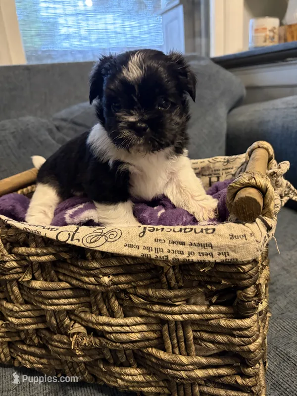 Cow boy – Shih Tzu, Shorkie puppy for sale in Henderson, NC