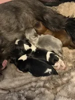 Max, a male Shih Tzu and Shorkie for sale in Henderson, NC – 7 of 7