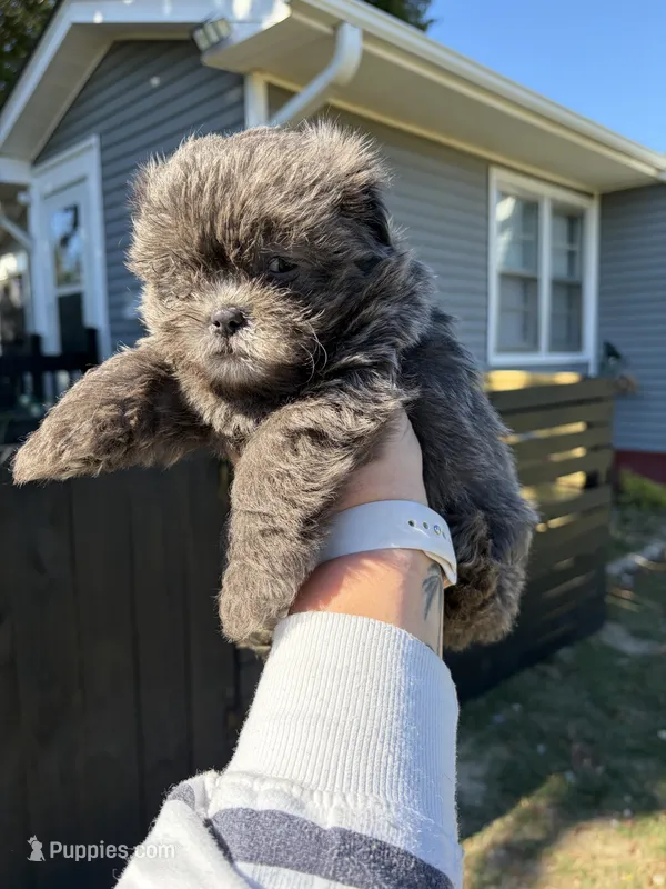 Ricky  – Shih Tzu, Shorkie puppy for sale in Henderson, NC