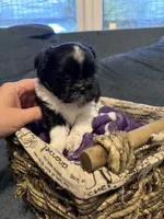 Cow boy, a male Shih Tzu and Shorkie for sale in Henderson, NC – 2 of 7