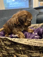 Max, a male Shih Tzu and Shorkie for sale in Henderson, NC – 6 of 7