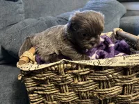 Ricky , a male Shih Tzu and Shorkie for sale in Henderson, NC – 6 of 6
