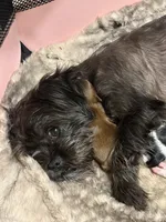 Oreo, a male Shih Tzu and Shorkie for sale in Henderson, NC – 2 of 7