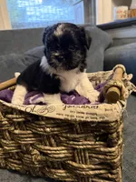 Cow boy, a male Shih Tzu and Shorkie for sale in Henderson, NC – 3 of 7