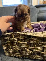 Max, a male Shih Tzu and Shorkie for sale in Henderson, NC – 3 of 7