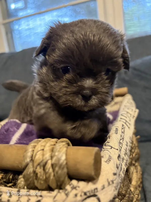 Ricky  – Shih Tzu, Shorkie puppy for sale in Henderson, NC
