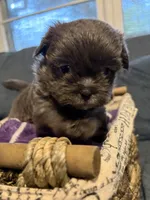 Ricky , a male Shih Tzu and Shorkie for sale in Henderson, NC – 1 of 6