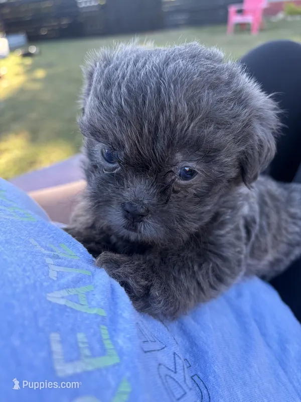 Ricky  – Shih Tzu, Shorkie puppy for sale in Henderson, NC