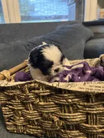 Oreo, a male Shih Tzu and Shorkie for sale in Henderson, NC – 6 of 7