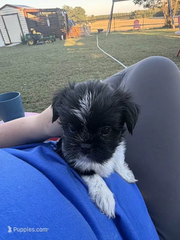 Cow boy – Shih Tzu, Shorkie puppy for sale in Henderson, NC