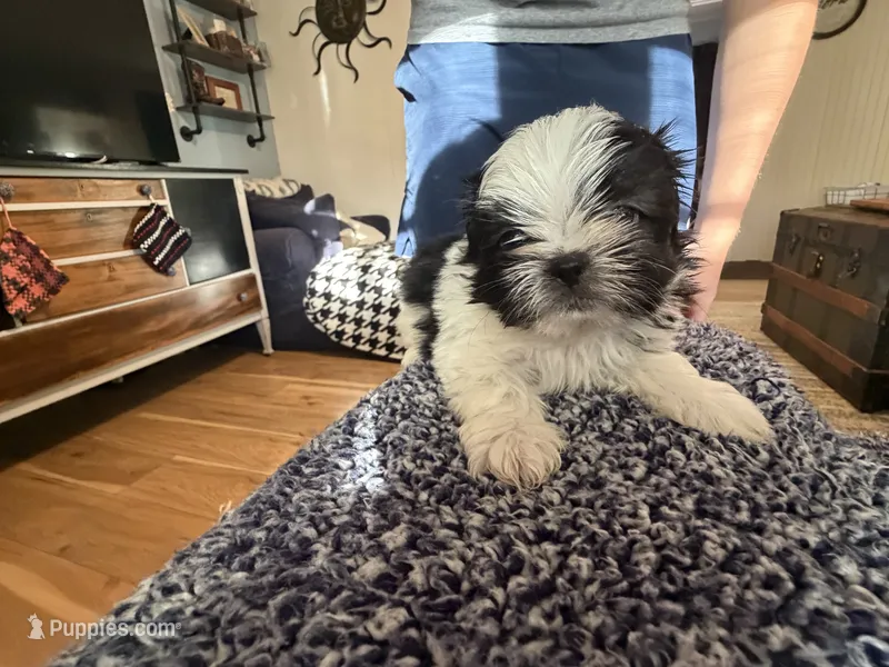 Oreo – Shih Tzu, Shorkie puppy for sale in Henderson, NC