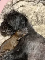 Max, a male Shih Tzu and Shorkie for sale in Henderson, NC – 4 of 7