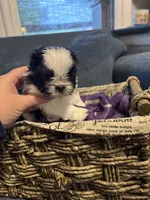 Oreo, a male Shih Tzu and Shorkie for sale in Henderson, NC – 7 of 7