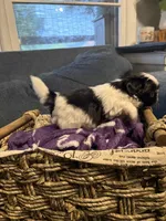 Oreo, a male Shih Tzu and Shorkie for sale in Henderson, NC – 4 of 7